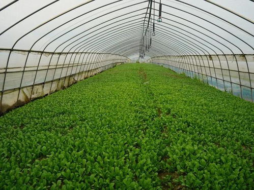 白鶴鎮市級農民專業合作社示范社增至十家