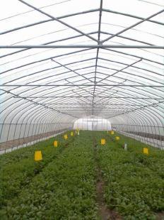 現代設施農業的基石 從蔬菜大棚到世界工廠網——中國農副產品的科技化之路