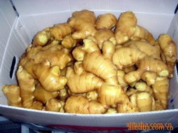 安丘市黃土香蔬菜加工廠 深耕綠色產(chǎn)業(yè)，打造高品質(zhì)蔬菜加工品牌